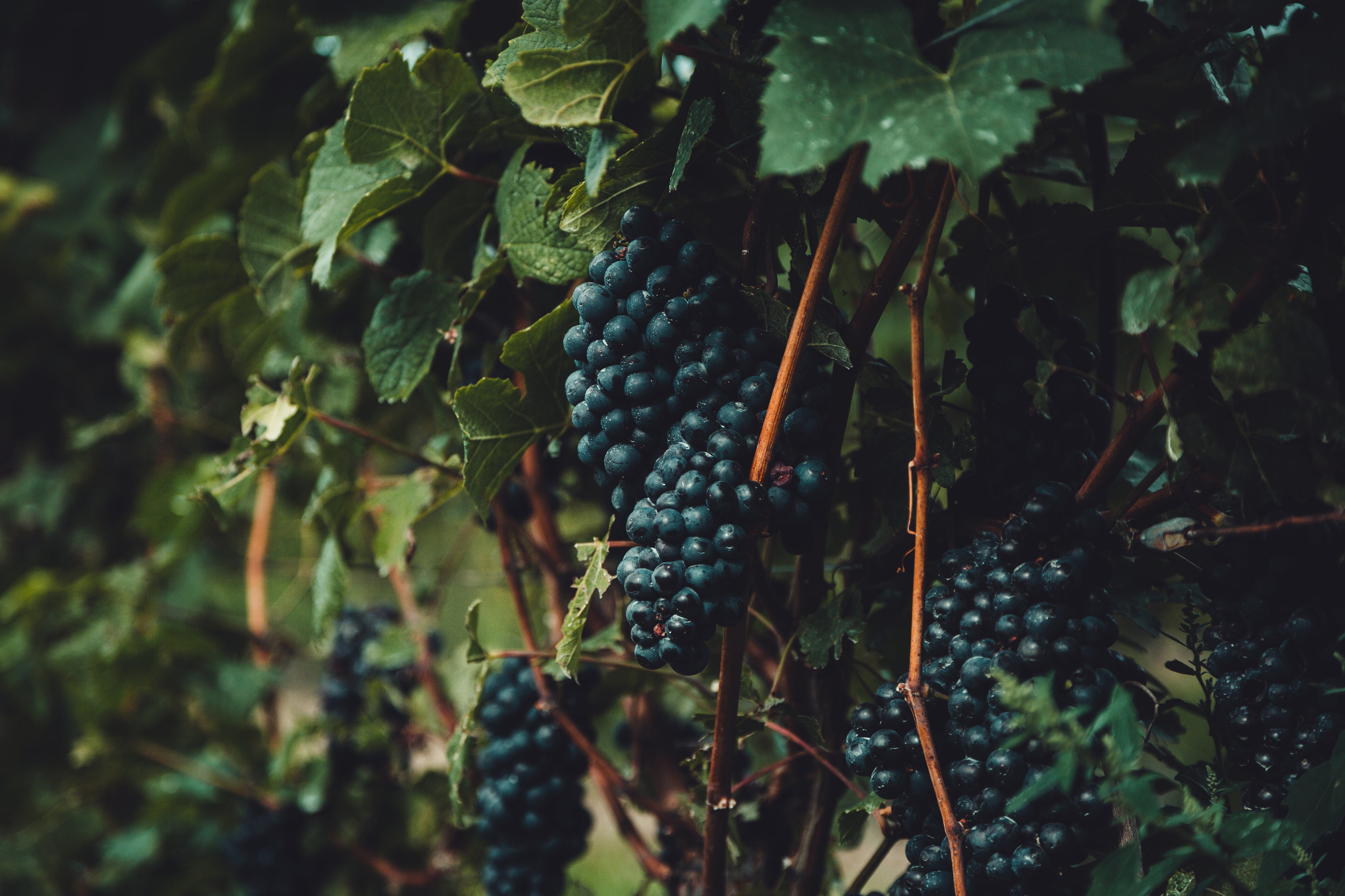 Roadtrip Eurorallye Burgundy Bourgogne Crus